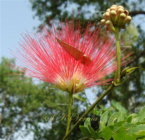  Peduncles bearing flower heads